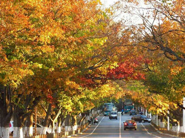 3.一等杨冬-旅顺街景_副本.jpg